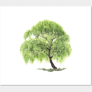 February birthday willow tree Posters and Art